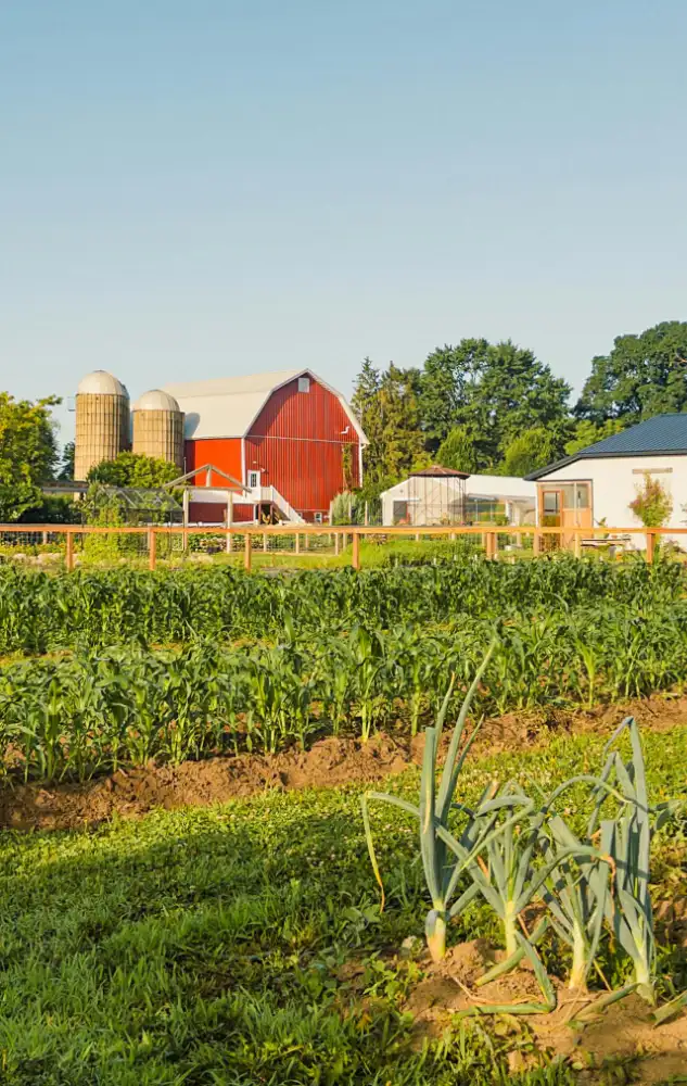 Red barn and vegetable rows on a working farm