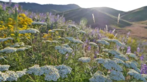Cool down with Herbal Teas